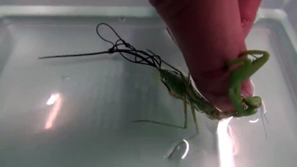 Un parasite monstrueux sort de cette mante religieuse et ressemble à un alien... Flippant