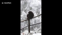 Cheeky wild monkey steals tourist's wallet