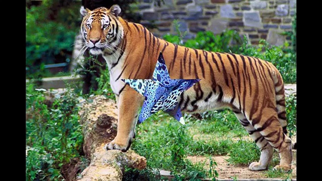 Top_10_Most_Beautiful_Animals_in_the_World