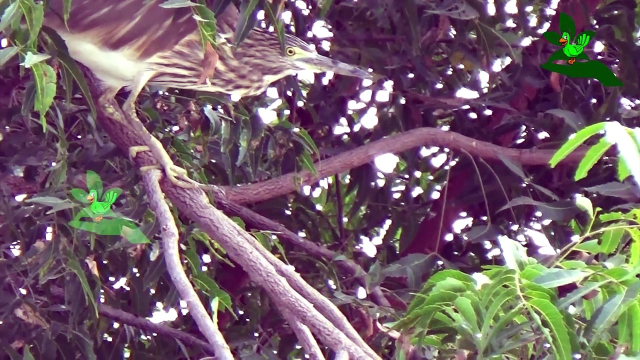 Most_Beautiful_Creature_Video___Wildlife_Bird_Videos_-_Beautiful_Birds_In_The_Pl