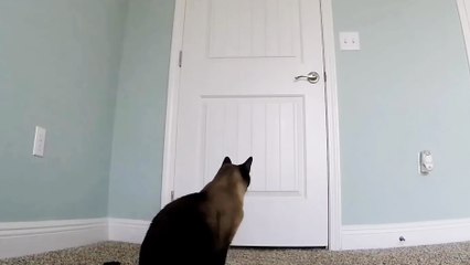 Un chat ouvre des portes