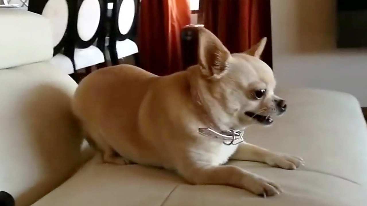 Un chihuahua super excité