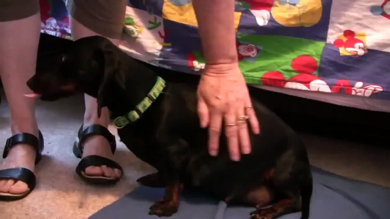 A_small_mother_dog_is_giving_births_-_dog_giving_birth_for_first_time