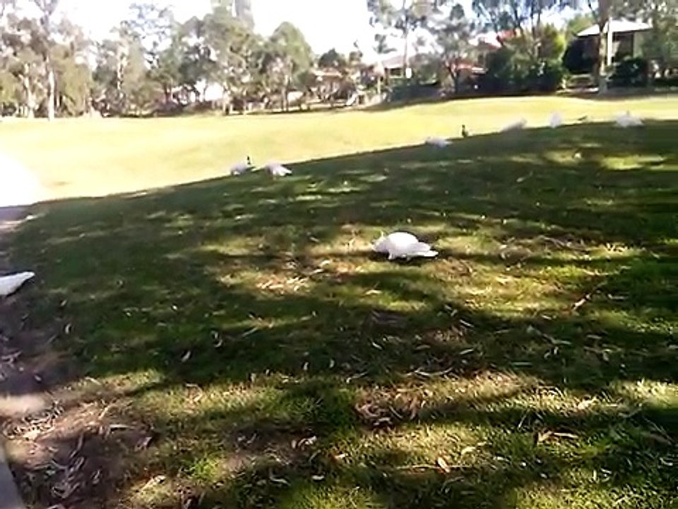 Cockatoos_-_Is_This_the_Most_Beautiful_Australian_Parrot_