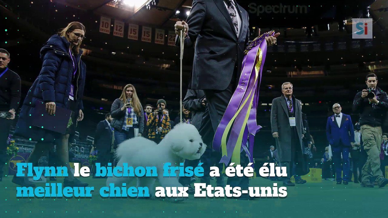Flynn, un bichon qui ressemble à une peluche, élu plus beau chien de 2018 à New York