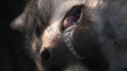 هذا الصباح-صيد الذئاب مهارة تحتاج لتكتيك