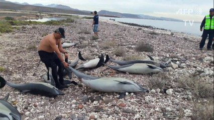 21 dolphins found dead in Mexico