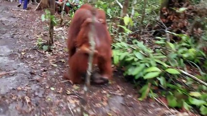 Pesona Indonesia - Trekking