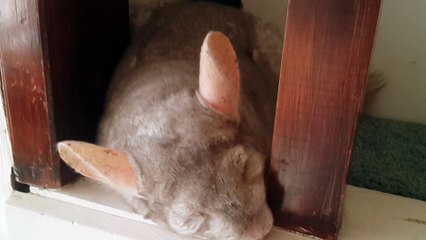 Chinchilla being cozy!