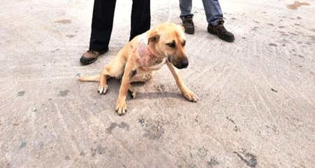 Köpeğin Ensesini Bıçakla Kesip Kaçan Cani Her Yerde Aranıyor