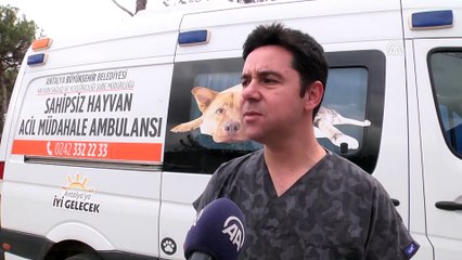 Sokak köpeği kesici aletle boynundan yaralandı - ANTALYA