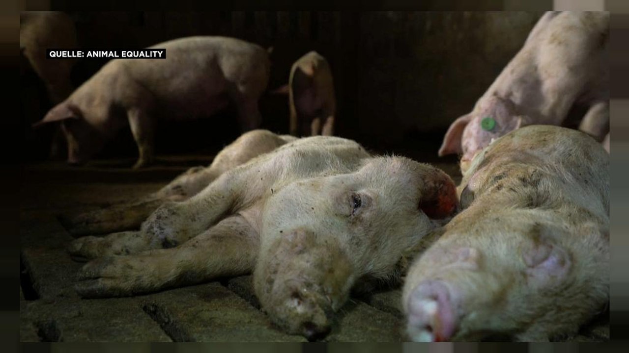 Video zeigt schrecklich leidende Schweine: Tierschützer schlagen Alarm