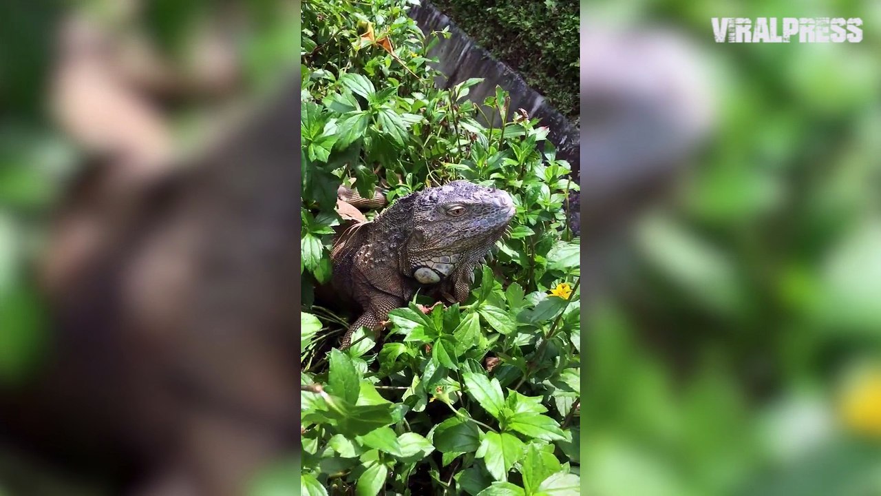 Iguana Eating Flowers