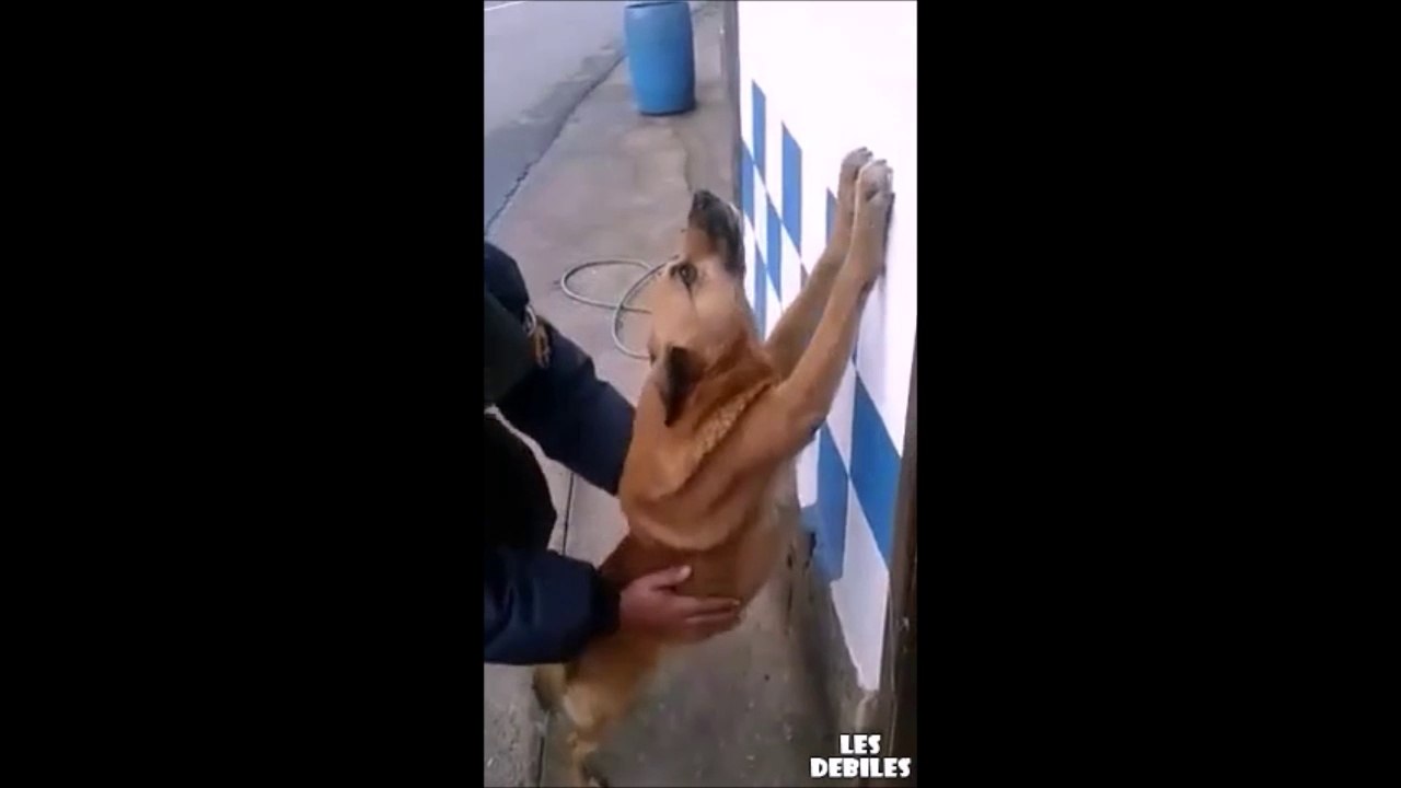 En russie même les chiens sont fouillés!