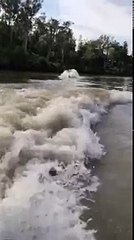 Flying Bull Shark Nearly Hits Barefoot Skier