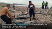 Golfinhos são atacados no México