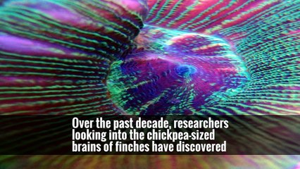 Some Songbirds Have Brains Specially Designed to Find Mates for Life