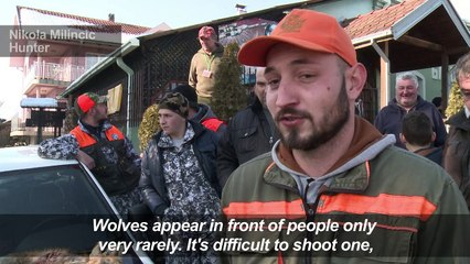 Hunting wolves in Serbia's southern forests
