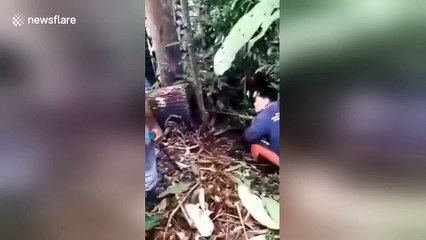 Villagers hunt pythons mating inside tree in Indonesia