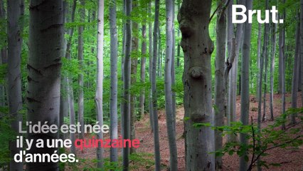 Bientôt une nouvelle forêt aux portes de Paris ?