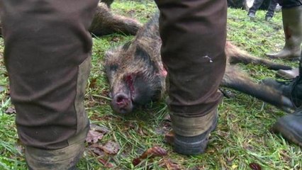 لماذا يطالب فلاحون ألمان بقتل الخنازير البرية؟