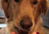 Golden Retriever Totally Nails the Egg Challenge