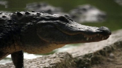 Dev Timsahların Üreme Savaşı