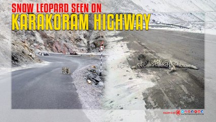 Snow Leopard Seen On Karakoram Highway