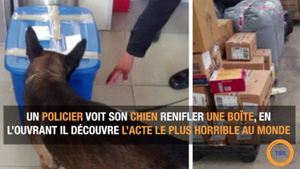 Un chien policier fait une découverte qui fait mal au coeur dans une boite