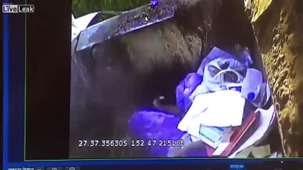 Cane finisce dentro un compattatore dell'immondizia