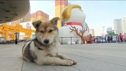 Will Trump be unlucky in the Chinese Year of the Dog?