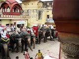 Elephants waiting to give tourists a ride up the hill to the old fort