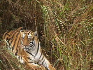 female tiger in Kanha national park, Madhur Pradesh, India