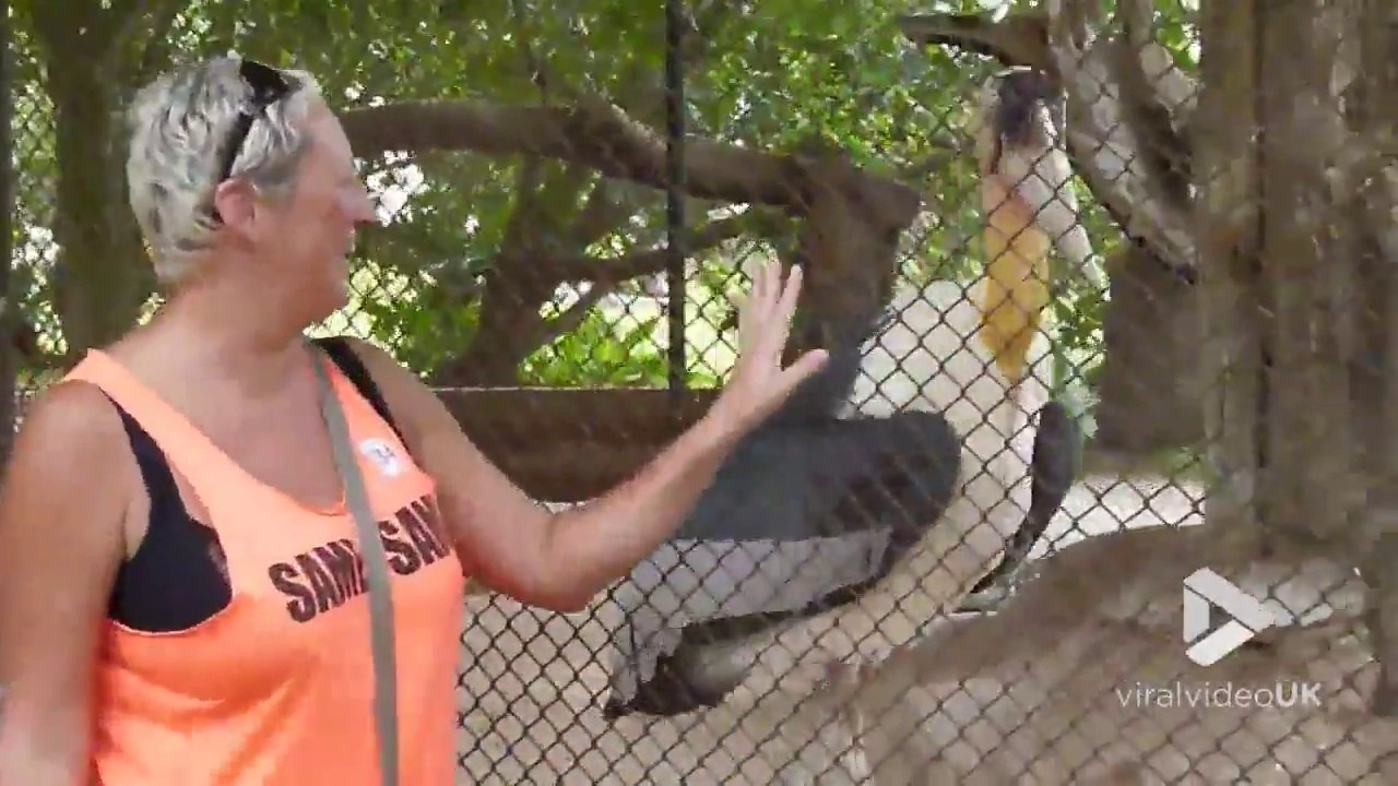 Ce pelican suit la main d'une touriste... pour la bouffer ?