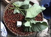 Growing and Preparing Coffee in Tana Toraja [360p]