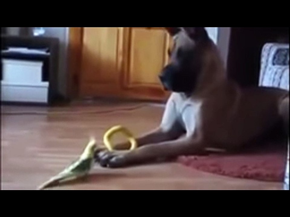 world amazing funny video, Dog vs Bird video Dailymotion