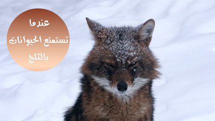 عندما تستمتع الحيوانات بأعلى نسبة تساقط للثلوج