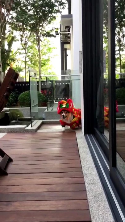 Chinese New Year Lion Corgi