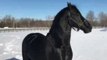 Beautiful Stallion Can't Get Enough of the Snow