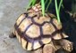 Massive Tortoise Gives Piggy Back Ride to Its Mini-Me