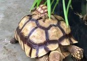 Massive Tortoise Gives Piggy Back Ride to Its Mini-Me