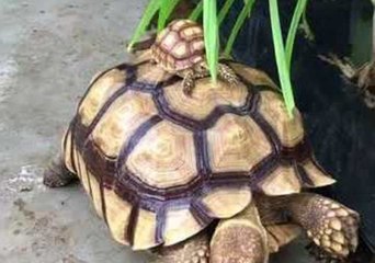 Massive Tortoise Gives Piggy Back Ride to Its Mini-Me