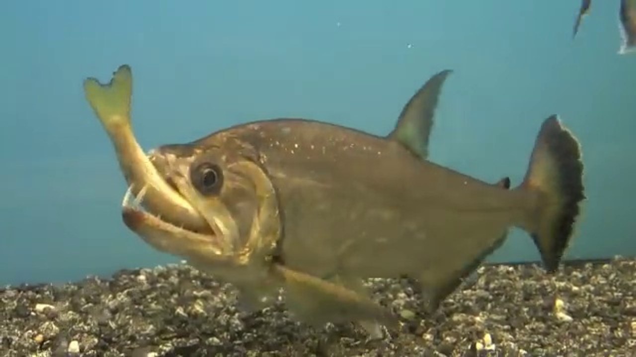 Ce poisson vampire avale une truite dans son aquarium... Impressionnant ...