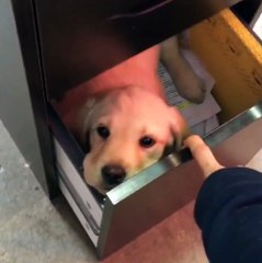 Quand tu emmènes ton chien au boulot mais qu'il faut rester discret... Adorable