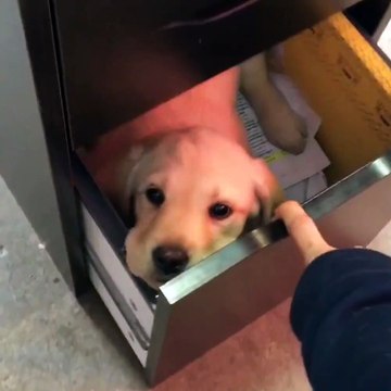 Quand tu emmènes ton chien au boulot mais qu'il faut rester discret... Adorable