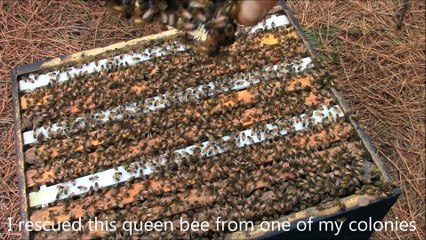 Cette abeille reine chante dans sa cage... Incroyable