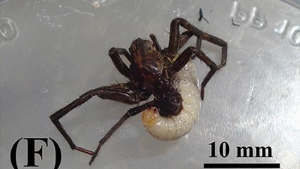 Cette araignée loup va etre dévorée à petit feu par une larve de guêpe parasite
