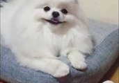 Pomeranian Smiles Like Nothing Else Matters