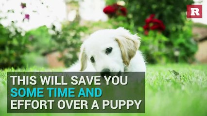 Why Your New Dog Should Be A Rescue | Rare Animals