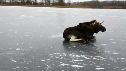 Rescuing Moose on Ice